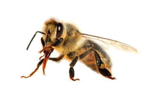 Honey Bee with proboscis out