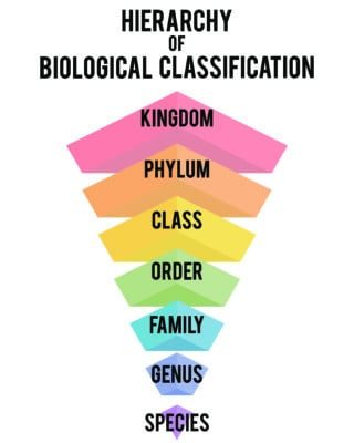 Biological Taxonomy Hierarchy