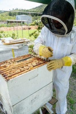 Beekeeper wearing a bee suit