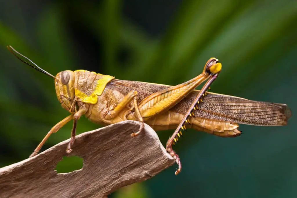 Spines on grasshopper legs