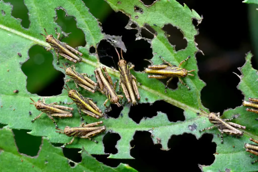 Grasshoppers destroying vegetation 