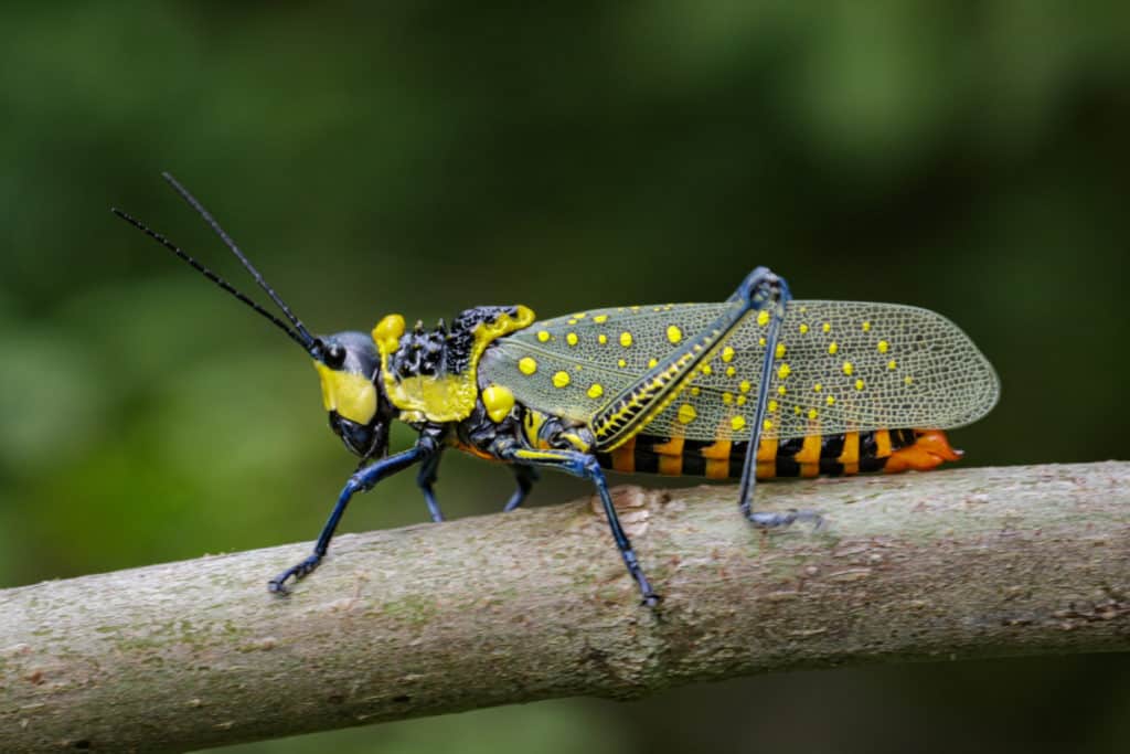Aularches miliaris Grasshopper