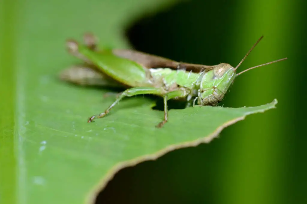 Grasshopper munching on a leaf