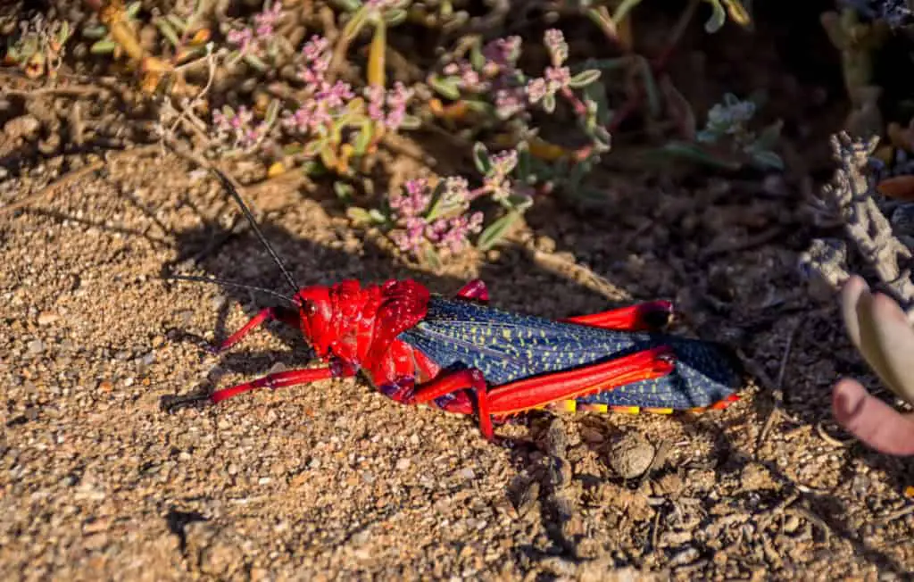 Dictyophorus Spumans grasshopper 