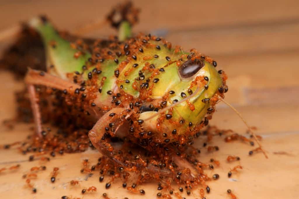 Red Ants feasting on a grasshopper