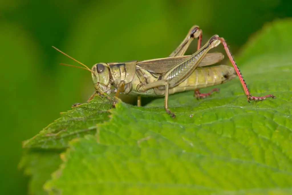 Grasshopper eating leaves