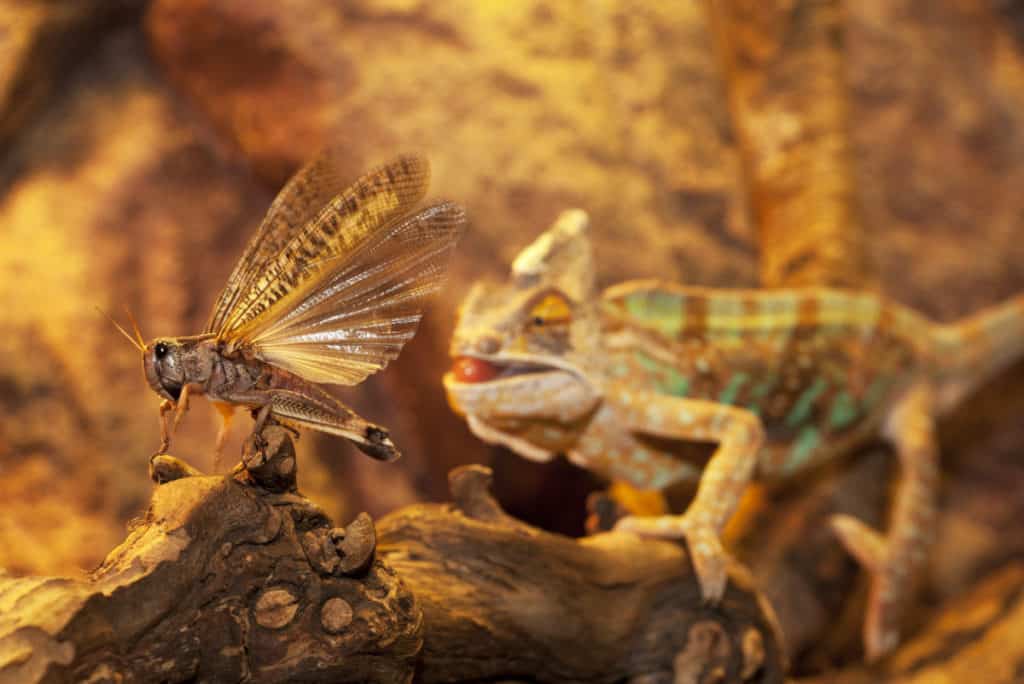 Grasshopper escaping a predator