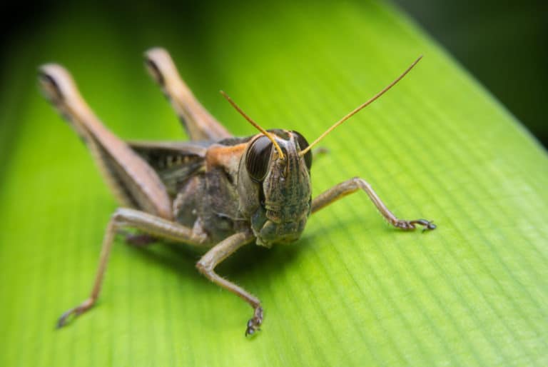 Do Grasshoppers Have Ears? – WhatBugIsThat