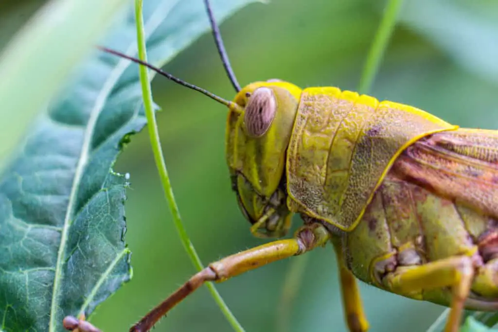 Grasshoppers pronotum