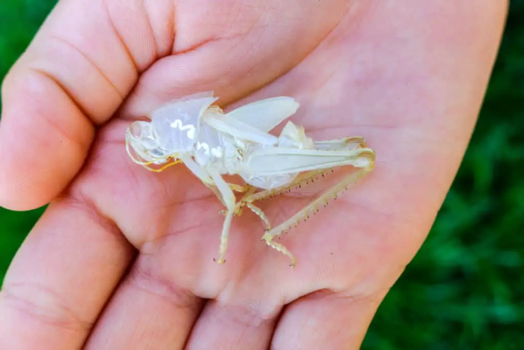 Exoskeleton form a grasshopper