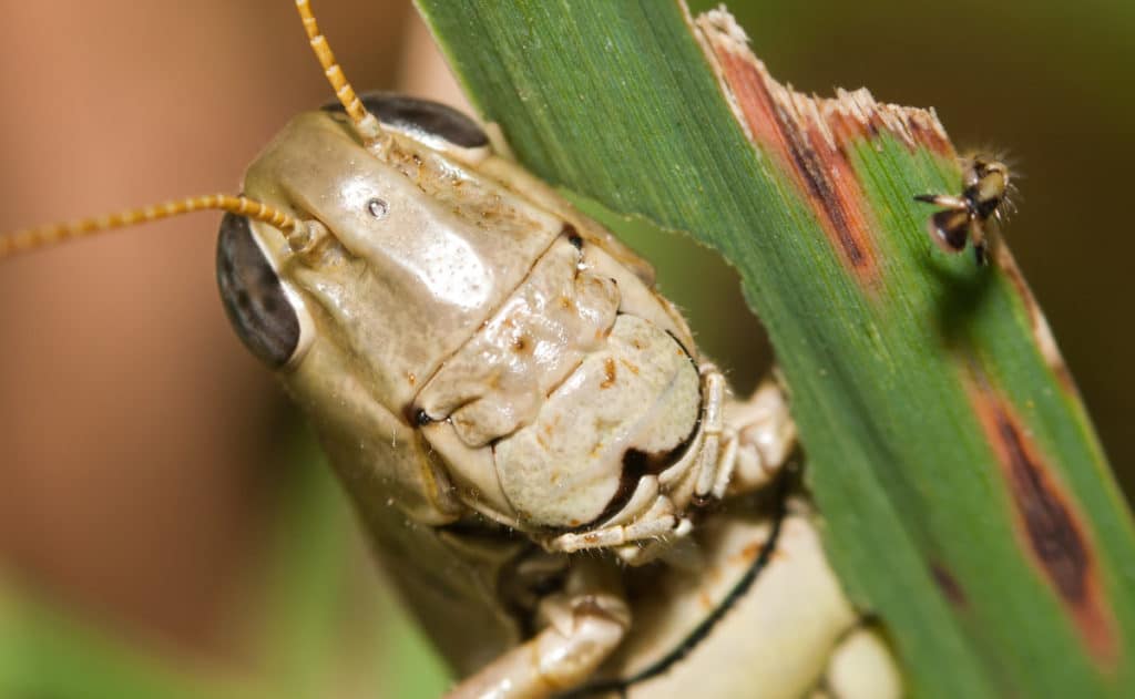 Grasshopper Head close up