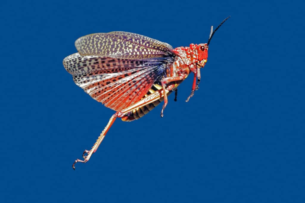 Grasshopper in flight