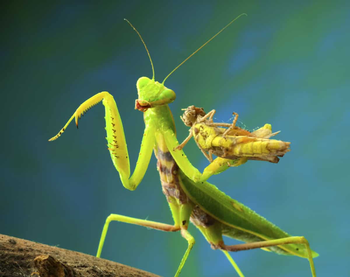 Do Grasshoppers Molt? – WhatBugIsThat