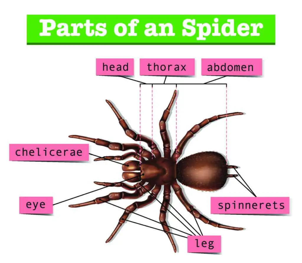 Spider Anatomy