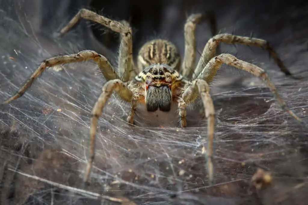 Funnel Spider Close Up