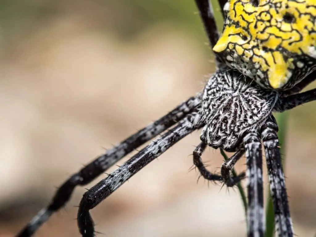 Banana Spider Close Up