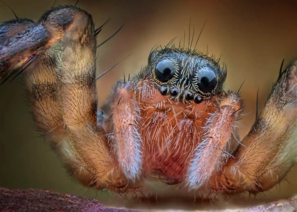 Do Spiders Have A Nose? – WhatBugIsThat