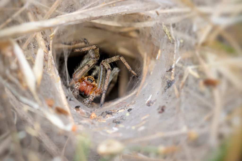 Spider in its tunnel web