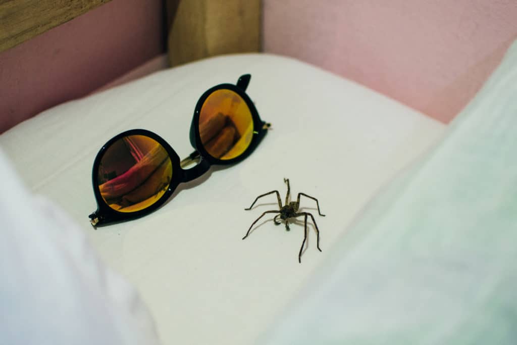 Spider in bed sheet