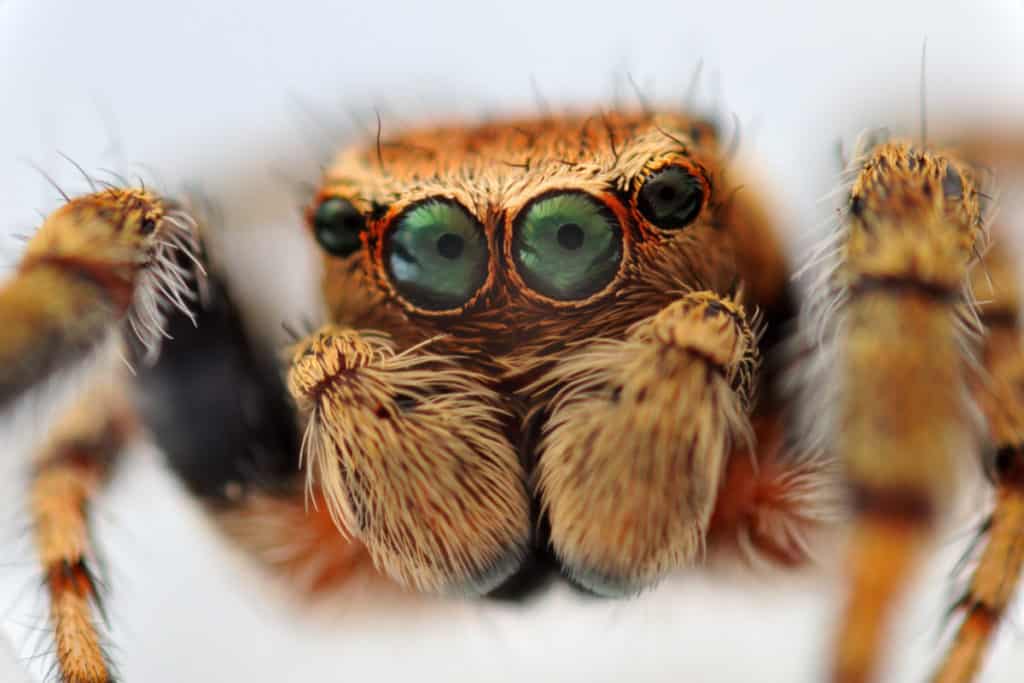 Close up of a spiders mouth