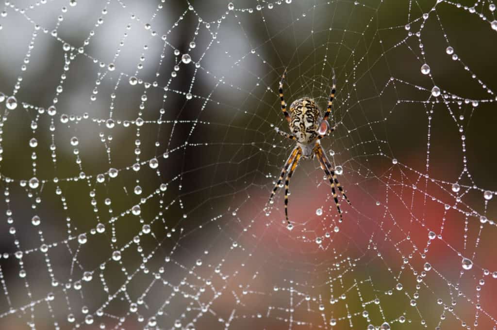 Spider in web with dew droplets 