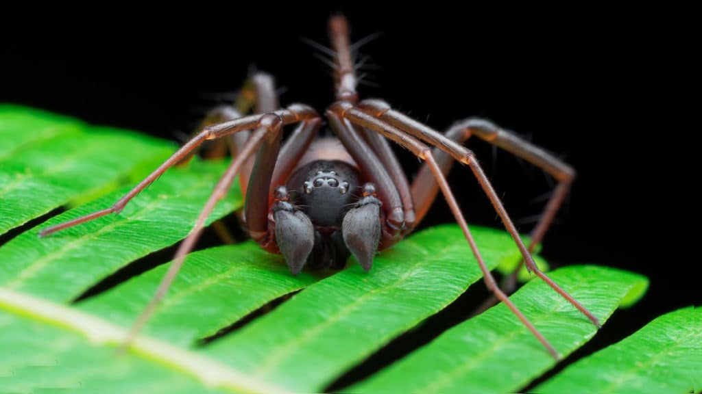 Zodariidae spiders