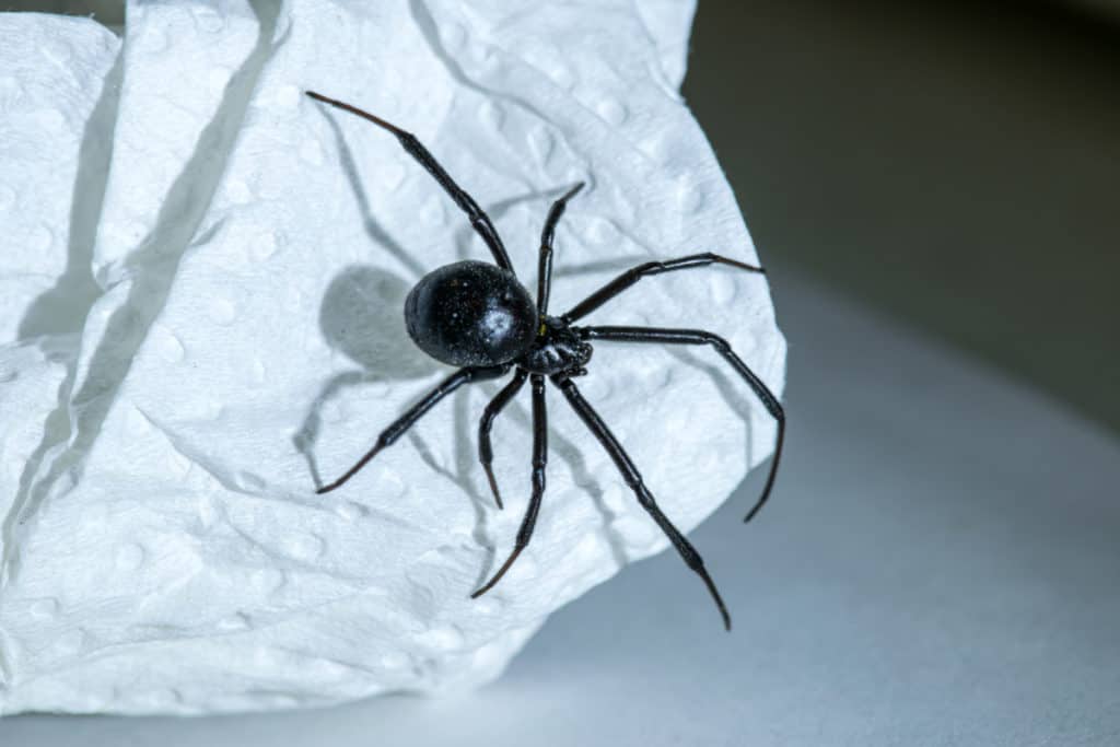 Black Widow Spider