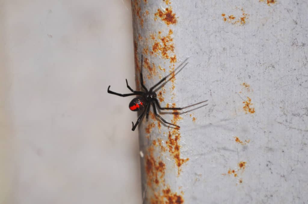 Red Back Spider