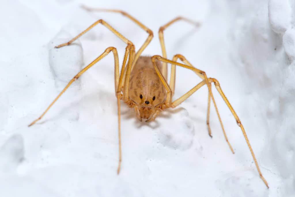 Brown recluse spiders