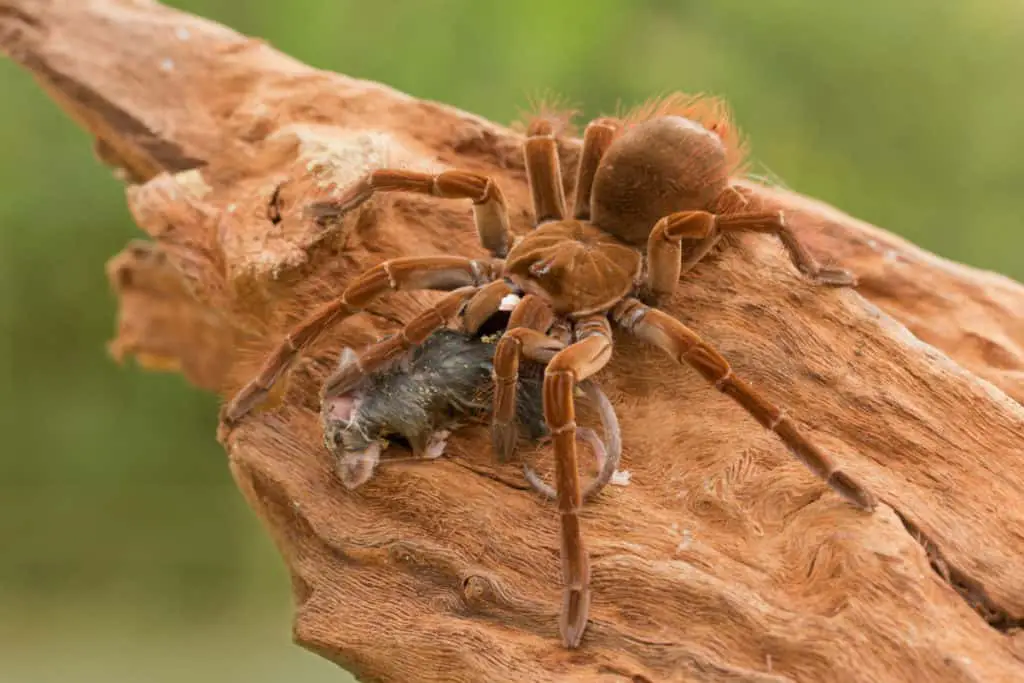 Spider eating rodent