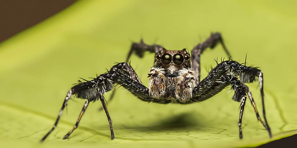 Twin Flagged Jumping Spider