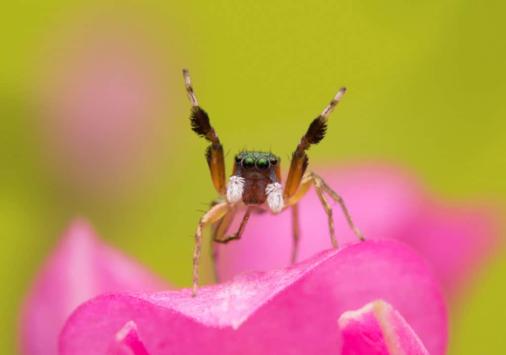 Bagheera kiplingi - a jumping spider