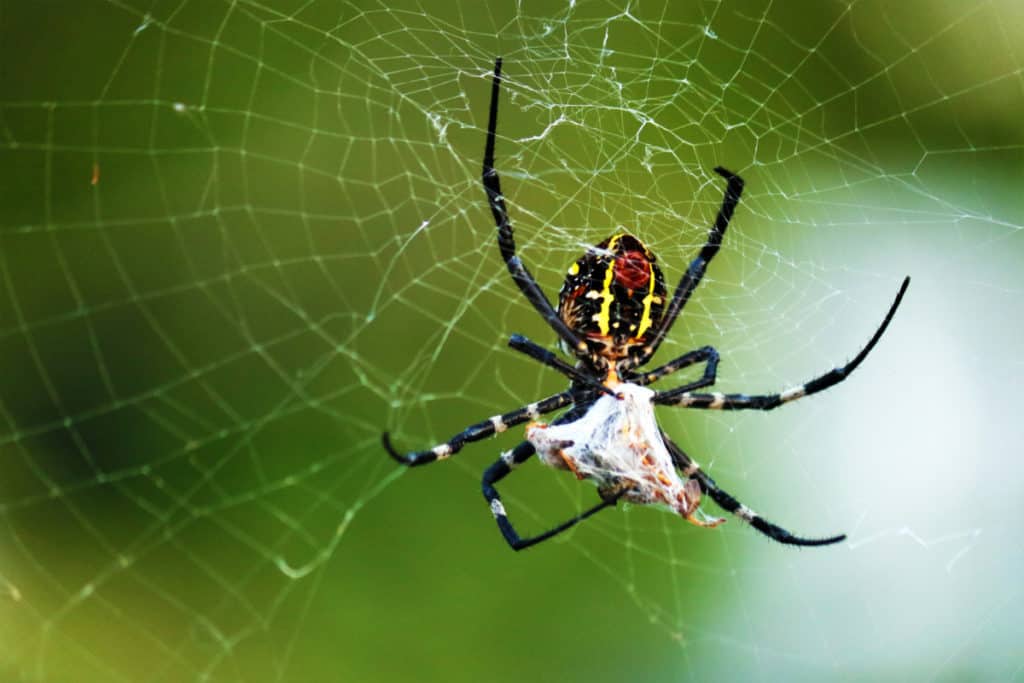 Spider storing it prey to eat at another time