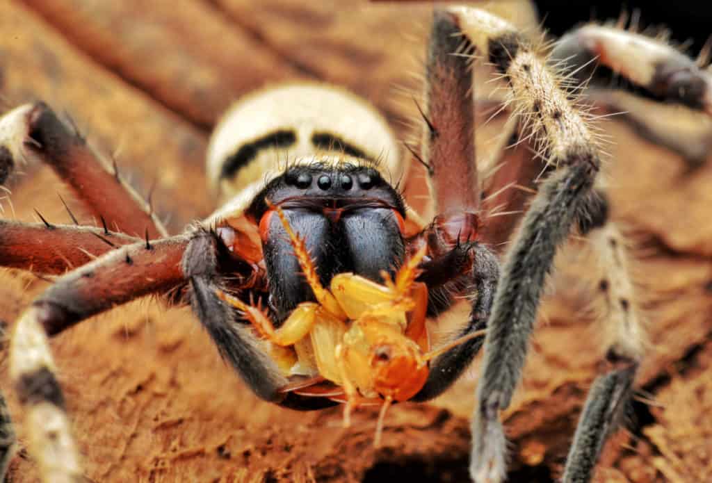 Huntsmen spider eating prey