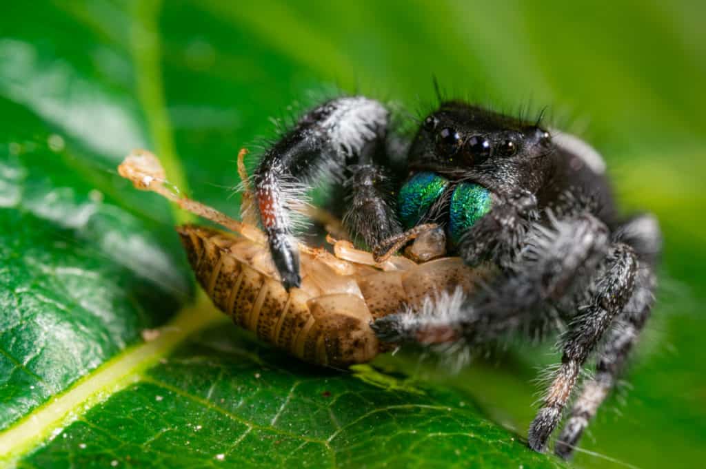 Spider Sucking the juices from their prey