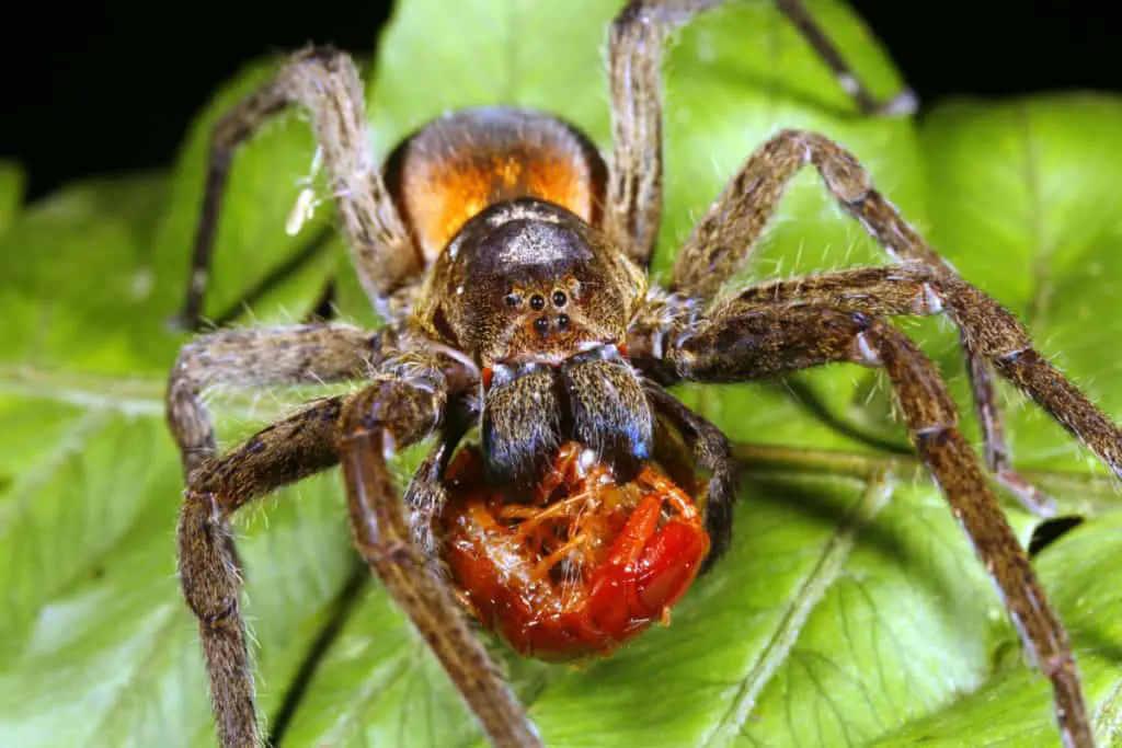 Wolf Spider eating its prey