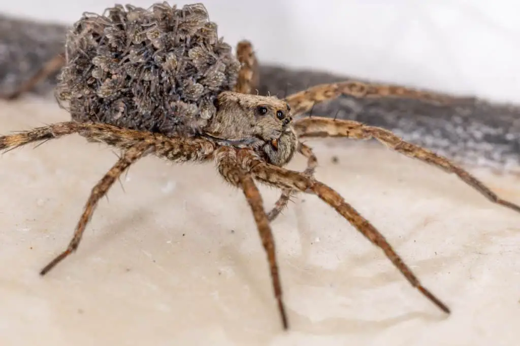 Wolf Spider carrying babies