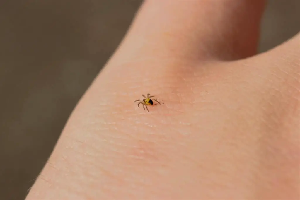 Spiderling on a persons hand