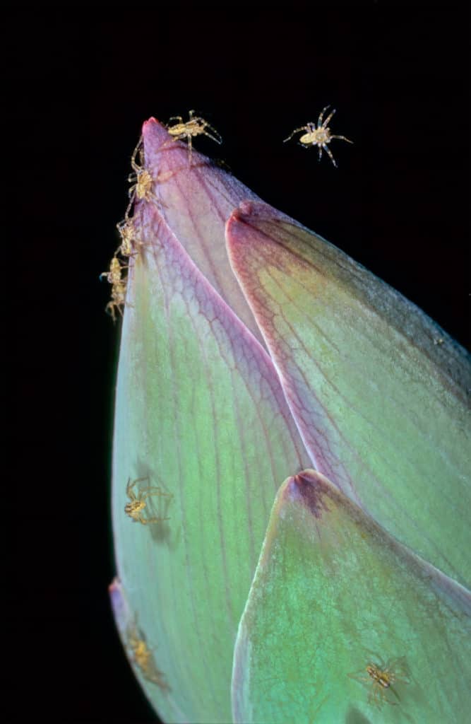 Spiderlings Ballooning