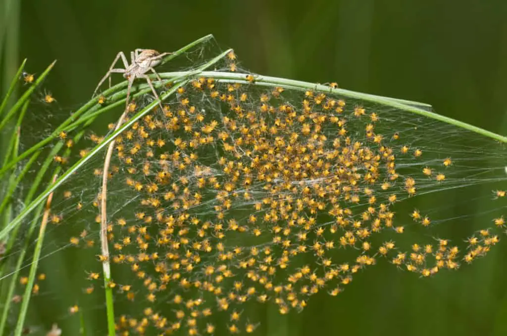 Crab spider and her spiderlings