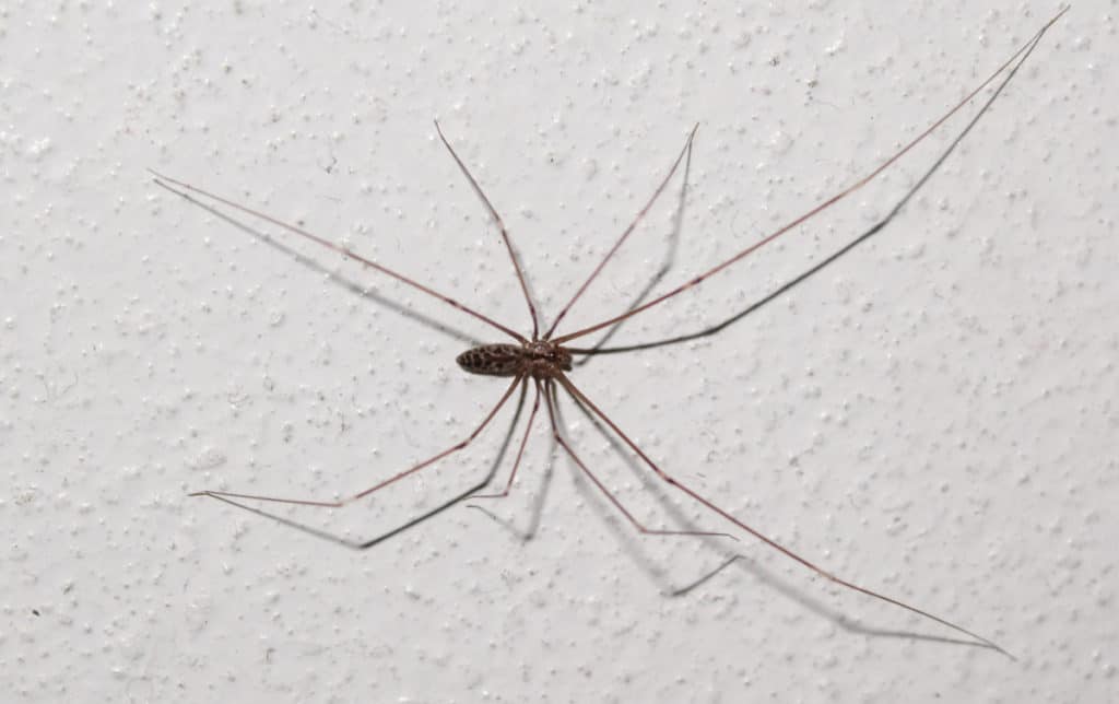 Daddy Long Legs Spider