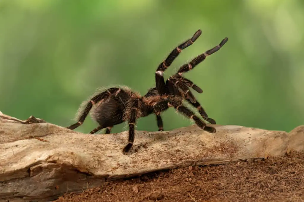 Tarantula 