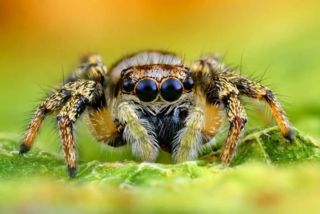 Jumping Spider