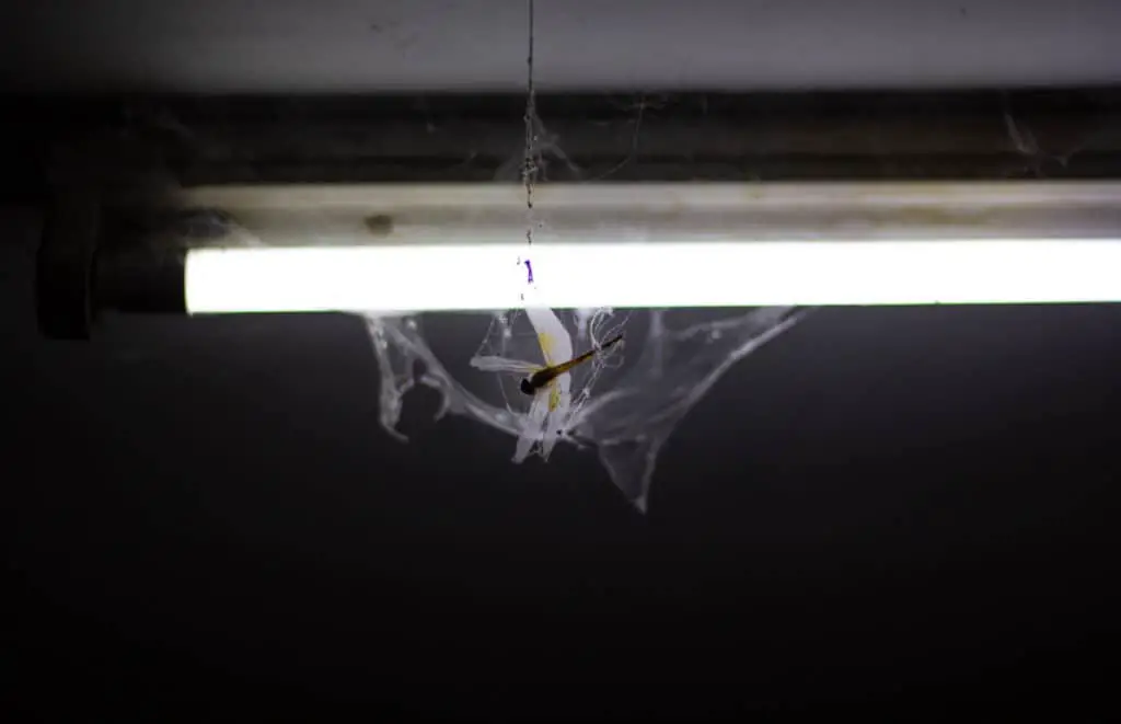 Spider catching dragon fly in web around a light