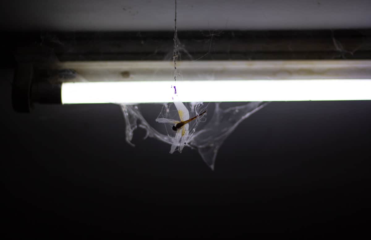 Are Spiders Attracted to Light? WhatBugIsThat