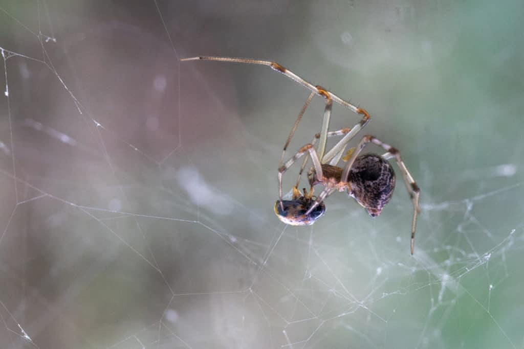 American House Spider capturing its prey