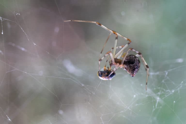 Are Spiders Attracted to Light? WhatBugIsThat