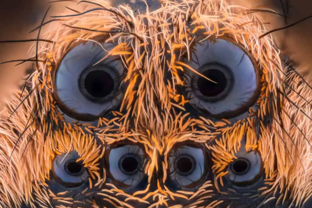 Close up of a wolf spiders eyes