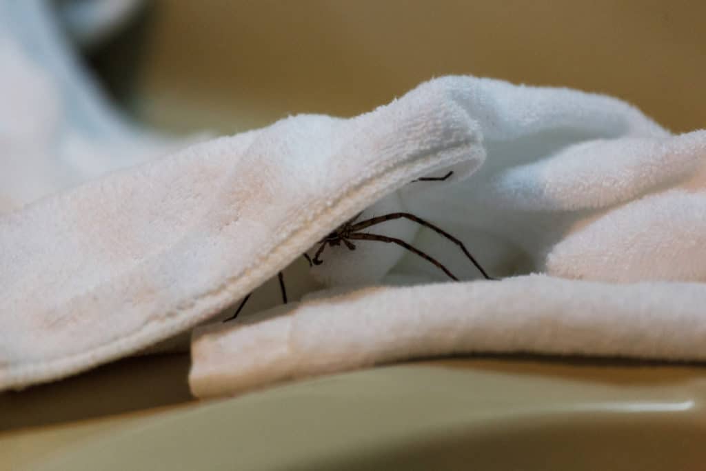 Spider hiding under a towel in a bathroom