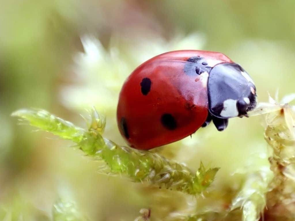 Ladybug sleeping on some moss